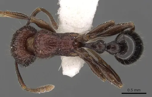 Tetramorium rekhefe specimen