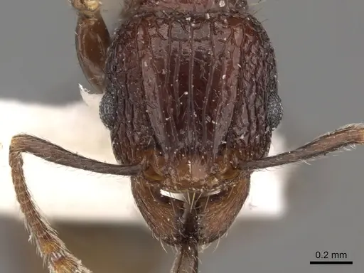 Tetramorium rekhefe specimen