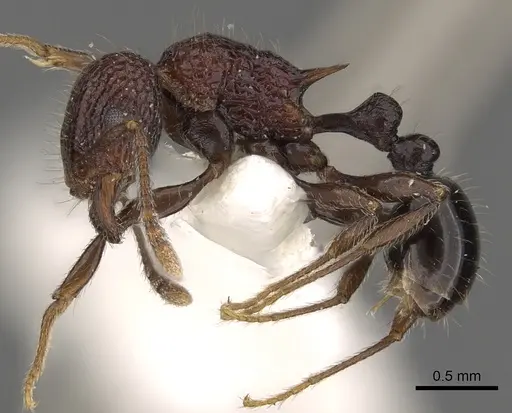 Tetramorium rekhefe specimen