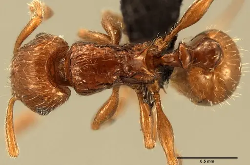 Tetramorium renae specimen