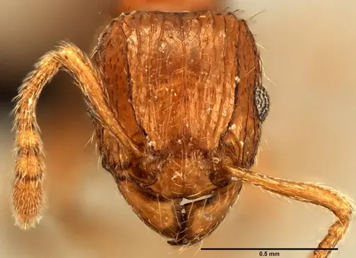 Tetramorium renae specimen