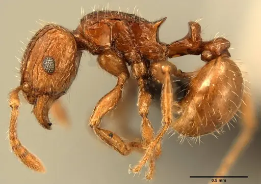 Tetramorium renae specimen
