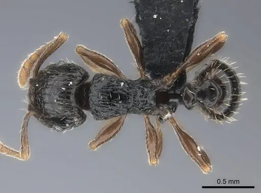Tetramorium renae - CASENT0095421