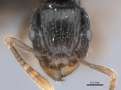 Tetramorium renae - CASENT0095421