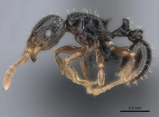 Tetramorium renae - CASENT0095421