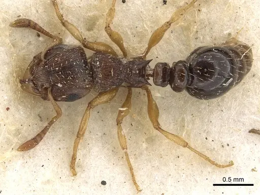 Tetramorium repentinum specimen