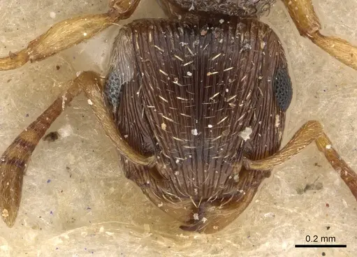 Tetramorium repentinum specimen