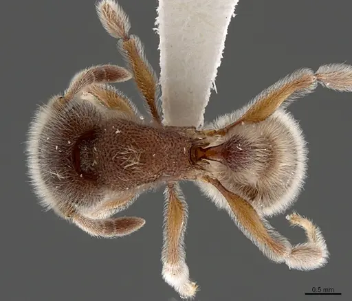 Tetramorium reptana specimen