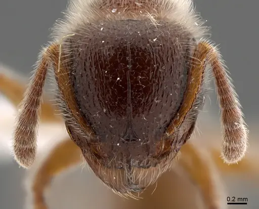 Tetramorium reptana specimen