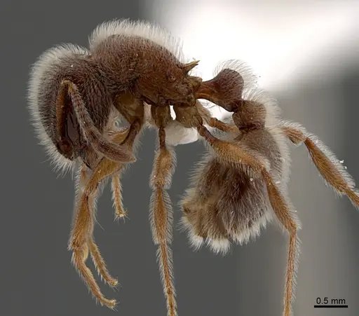 Tetramorium reptana specimen