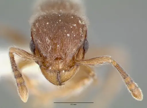 Tetramorium reptana - CASTYPE12784