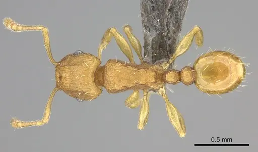 Tetramorium rhetidum specimen