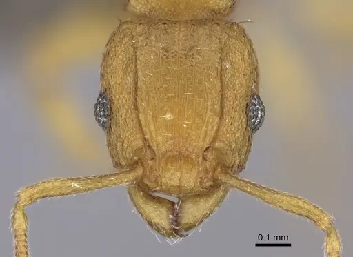 Tetramorium rhetidum specimen