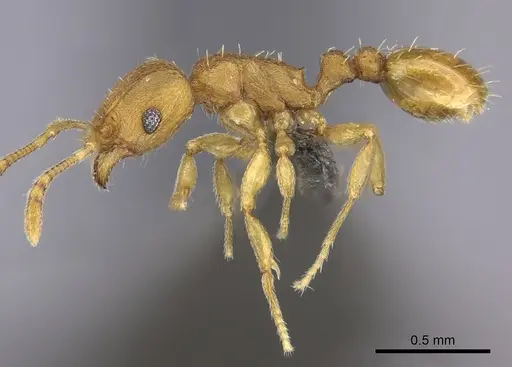Tetramorium rhetidum specimen