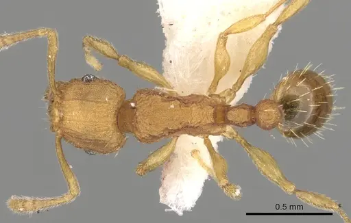 Tetramorium rhetidum - CASENT0280867