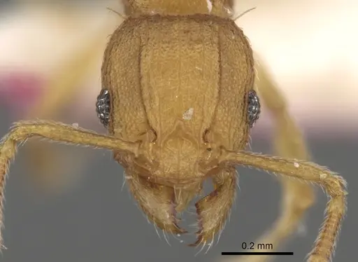 Tetramorium rhetidum - CASENT0280867