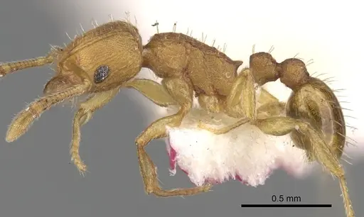 Tetramorium rhetidum - CASENT0280867