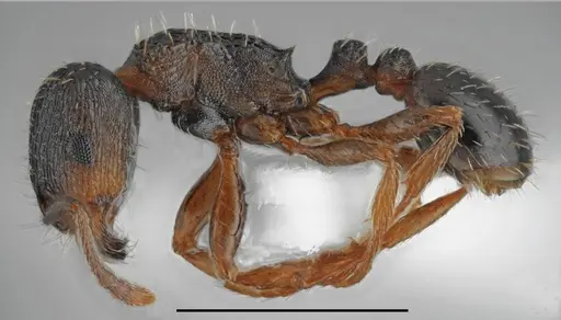 Tetramorium rhodium specimen