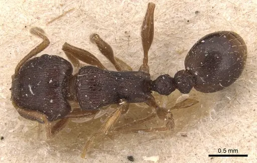 Tetramorium rhodium - CASENT0904812