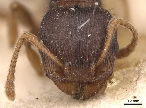 Tetramorium rhodium - CASENT0904812