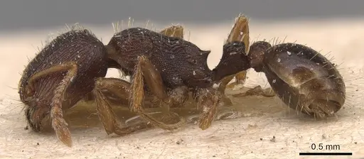 Tetramorium rhodium - CASENT0904812