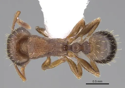 Tetramorium rhodium - CASENT0922696