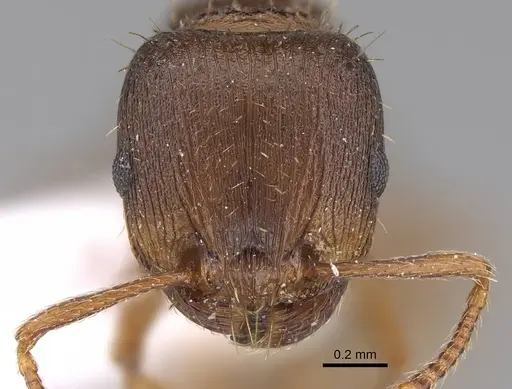 Tetramorium rhodium - CASENT0922696