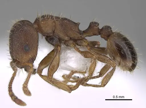 Tetramorium rhodium - CASENT0922696