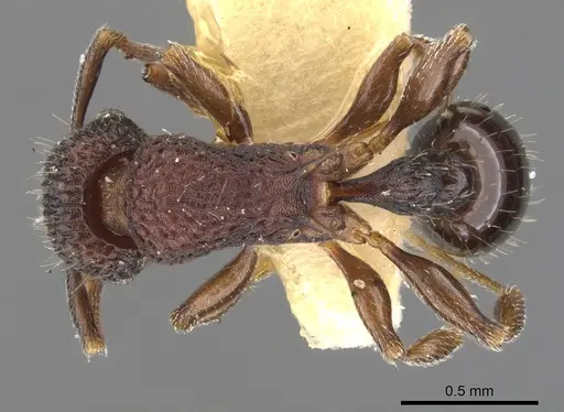 Tetramorium rigidum specimen