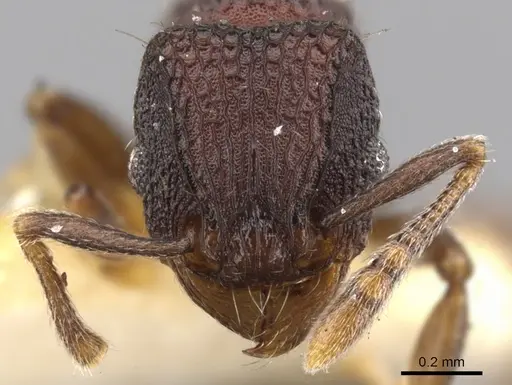 Tetramorium rigidum specimen
