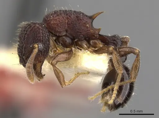 Tetramorium rigidum specimen