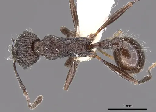 Tetramorium rimytyum specimen