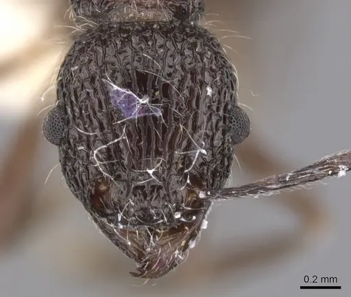Tetramorium rimytyum specimen