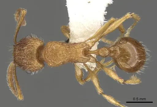 Tetramorium rinatum specimen