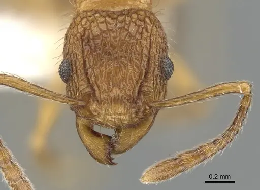 Tetramorium rinatum specimen