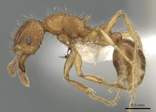Tetramorium rinatum specimen