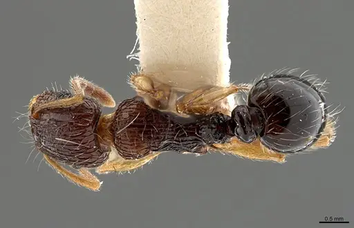 Tetramorium robertsoni specimen