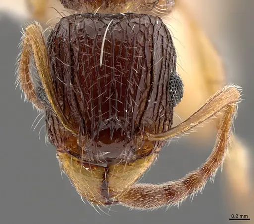 Tetramorium robertsoni specimen