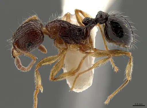 Tetramorium robertsoni specimen