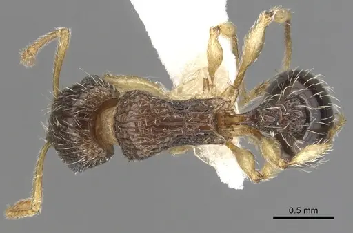 Tetramorium robertsoni - ZFMKHYM20096090