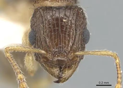 Tetramorium robertsoni - ZFMKHYM20096090