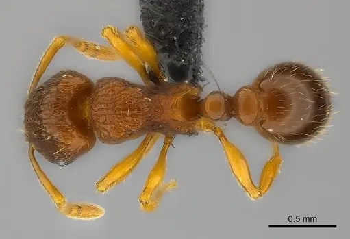 Tetramorium robitika specimen