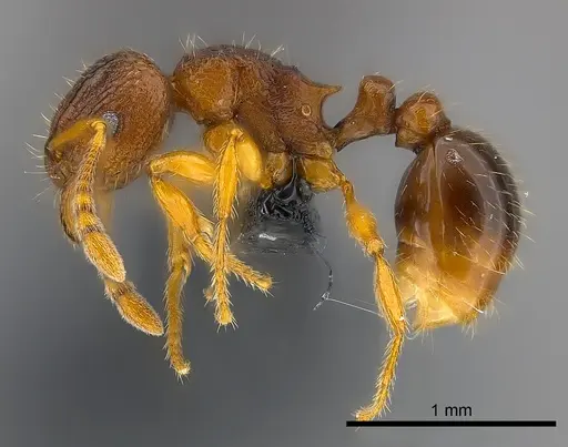 Tetramorium robitika specimen