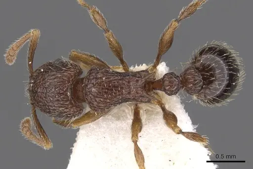 Tetramorium rogatum specimen