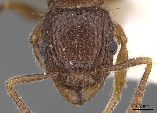 Tetramorium rogatum specimen