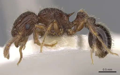 Tetramorium rogatum specimen