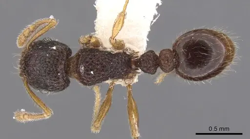Tetramorium rossi specimen