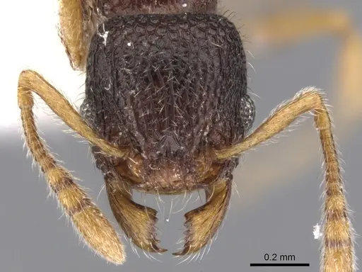 Tetramorium rossi specimen
