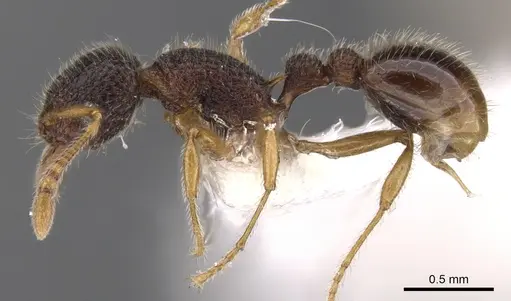 Tetramorium rossi specimen