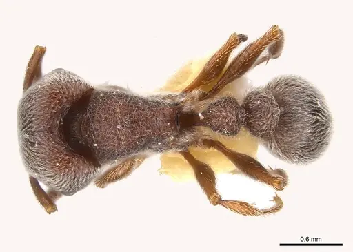 Tetramorium rothschildi specimen